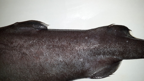 Hooktooth dogfish (Aculeola nigra) — Etmopteridae — 3