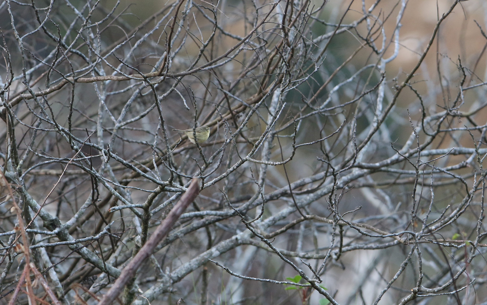 Buff-throated Warbler