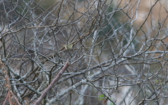 Phylloscopus subaffinis