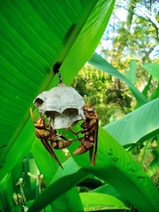 Polistes carnifex carnifex
