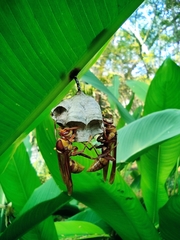 Polistes carnifex carnifex