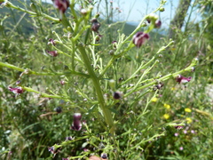 Scrophularia canina canina