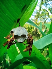 Polistes carnifex carnifex