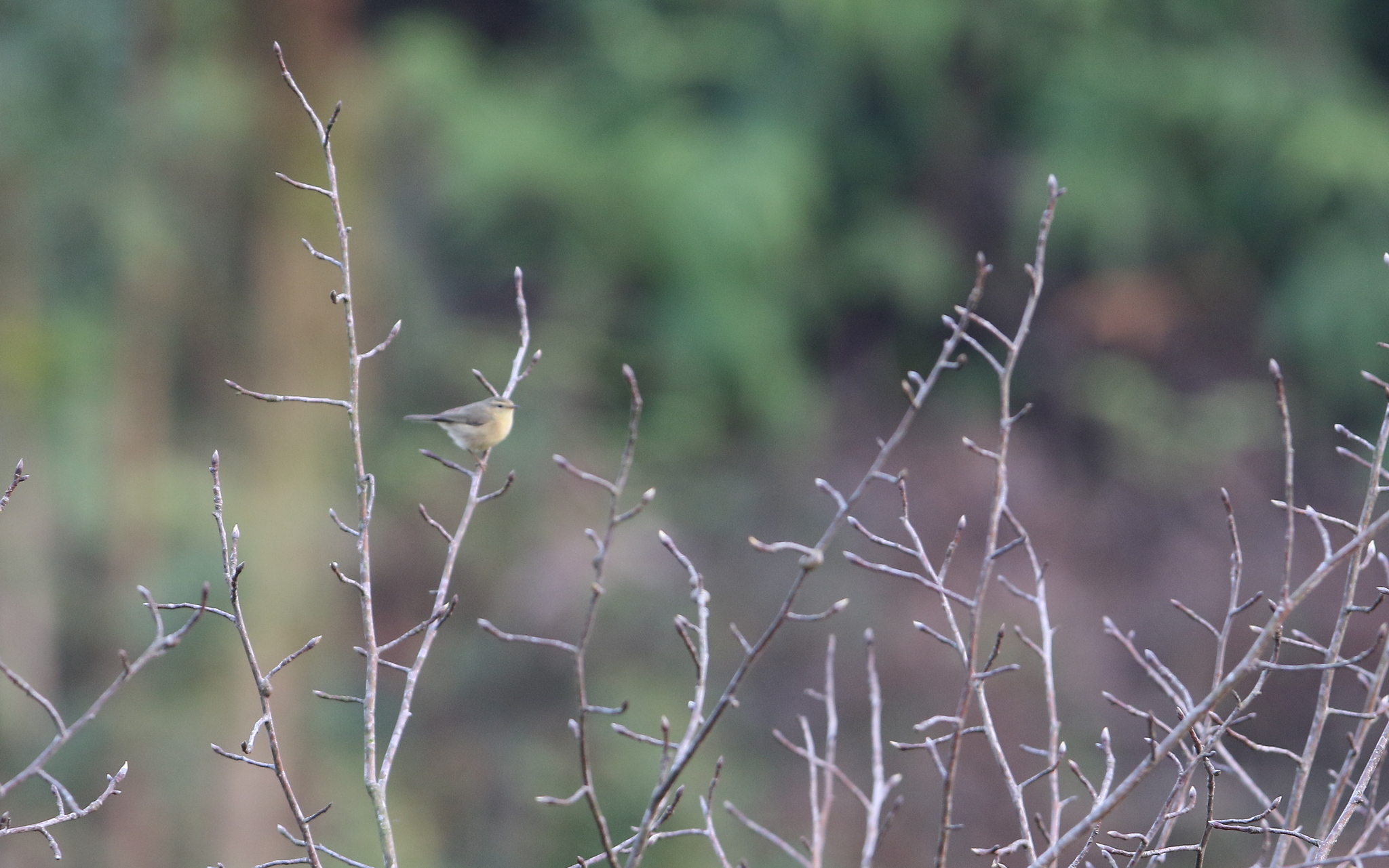Buff-throated Warbler