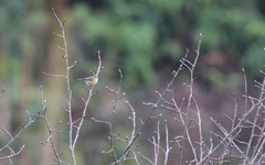 Phylloscopus subaffinis