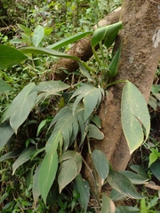 Philodendron flumineum