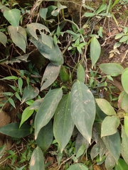 Philodendron flumineum