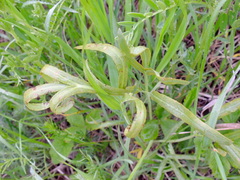 Puccinia sii-falcariae