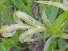 Puccinia sii-falcariae
