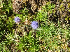 Jasione laevis