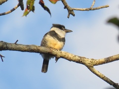 Notharchus swainsoni