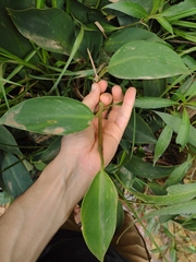 Philodendron flumineum