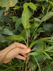 Philodendron flumineum