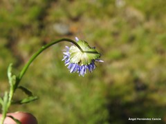Jasione laevis