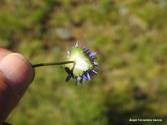 Jasione laevis