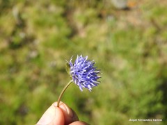 Jasione laevis