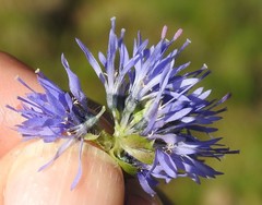 Jasione laevis