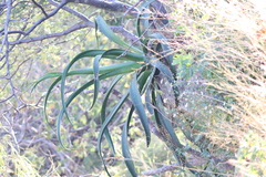 Agave vilmoriniana