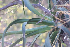 Agave vilmoriniana