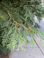 Thuja occidentalis