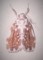 Pseudoadites frigida