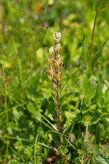 Castilleja parviflora albida