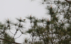Phylloscopus subaffinis