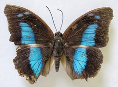 Archaeoprepona demophoon gulina