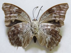 Archaeoprepona demophoon gulina