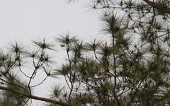 Phylloscopus subaffinis