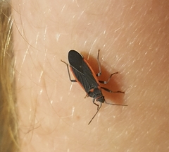 Melacoryphus lateralis