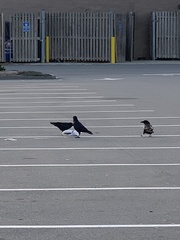 Corvus