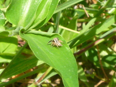 Habronattus paratus