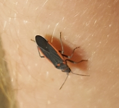 Melacoryphus lateralis