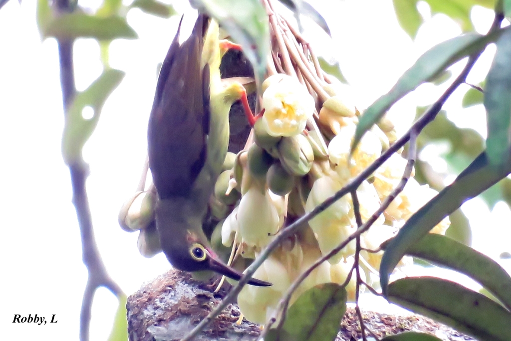Spectacled Spiderhunter
