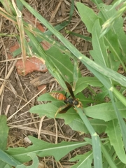Polistes buyssoni