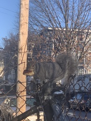 Sciurus carolinensis
