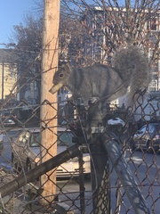 Sciurus carolinensis
