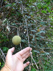 Landolphia kirkii