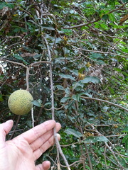Landolphia kirkii