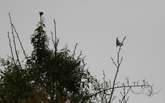 Sylviparus modestus