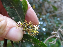 Wrightia natalensis