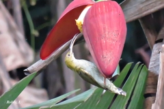 Arachnothera modesta