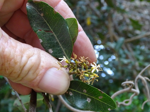 Image of Wrightia natalensis by (c) Shaun Swanepoel, some rights reserved (CC BY)