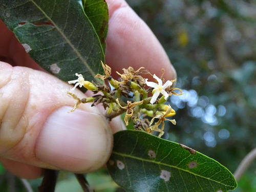 Image of Wrightia natalensis by (c) Shaun Swanepoel, some rights reserved (CC BY)