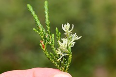 Exobasidium cassiopes