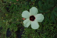 Decaschistia trilobata