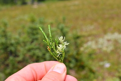 Exobasidium cassiopes