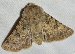 Harpagophana hilaris