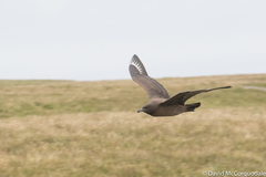 Stercorarius skua